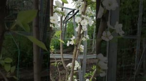 Цветение груши первый раз. Обрезка и результат. Зелень в огороде на 28.04.23г.