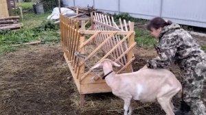 Лечим козу Тимпанолом. Переела!