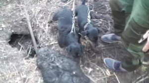 с ягдтерьерами на бобра