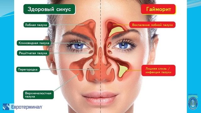 Биология. Анализаторы. Лекция №5. Обоняние смотреть онлайн