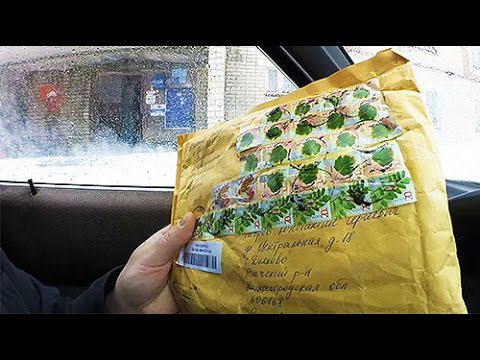 Очень ценная посылка! Размножение ЕЖЕВИКИ корневыми черенками. Проект САЖЕНЦЫ. смотреть онлайн