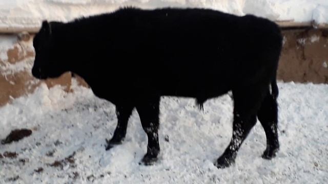 Плем бычки Ангус.на хозяйстве полной описание 26.01.19 смотреть онлайн