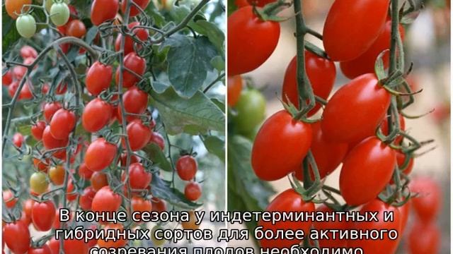 Волшебные рецепты домашнего желе