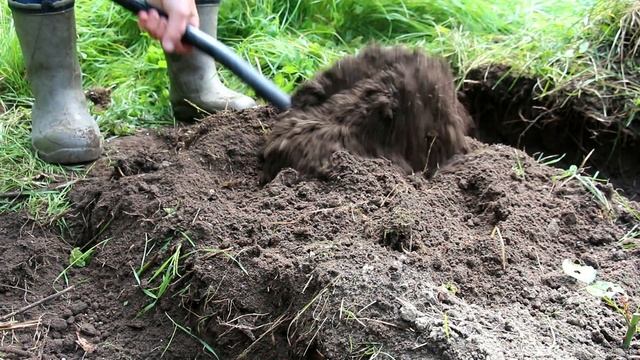 Питание растений, критические периоды и необратимые процессы смотреть онлайн