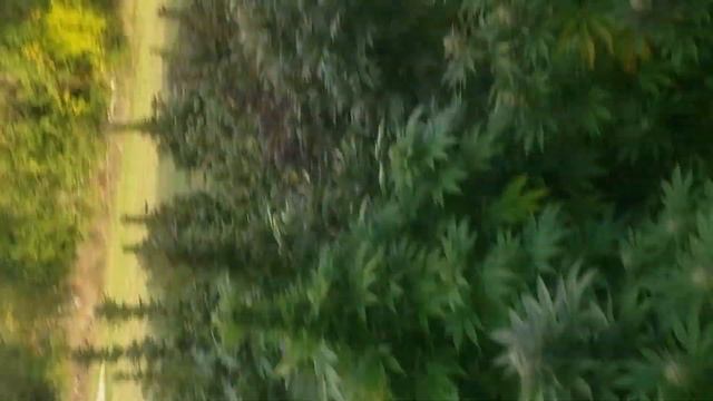 2019 Cannibis harvest season/walkthrough. смотреть онлайн