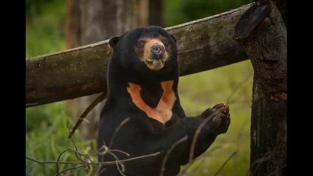 Тайланд детям. Интересные животные. смотреть онлайн