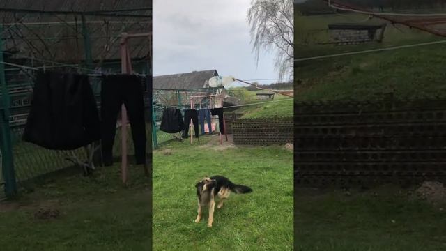 Тренировка Задних ног собаки смотреть онлайн