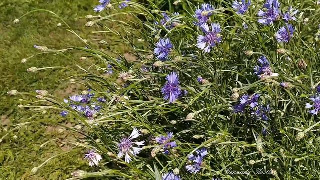 4K Васильки под голубым небом _ Cornflowers under the blue sky смотреть онлайн