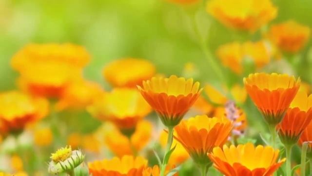 Афанасий Фет - Когда мечтательно я предан тишине смотреть онлайн