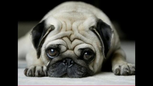 ПОРОДА СОБАК МОПС. СТИХИ ДЛЯ МАЛЫШЕЙ. смотреть онлайн