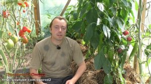 Переопыление перцев - обман! Сладкий и острый перец вместе!