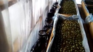 зимняя теплица в сибири, часть 2