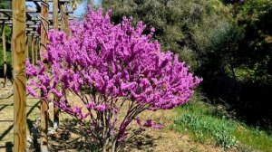 Церцис - розовый букет от корней до макушки