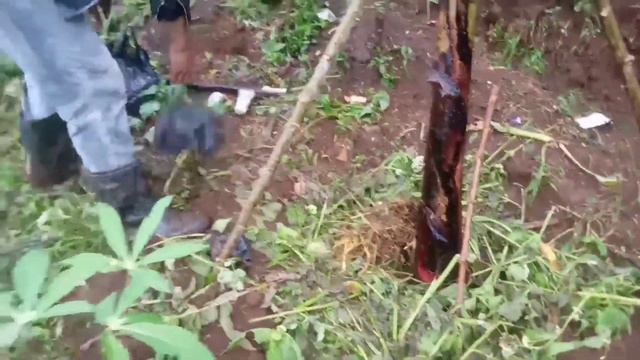 BAH TASLIM NGABERAK CAU SI MULUS(Barudak kaulinan)sunda bodor смотреть онлайн