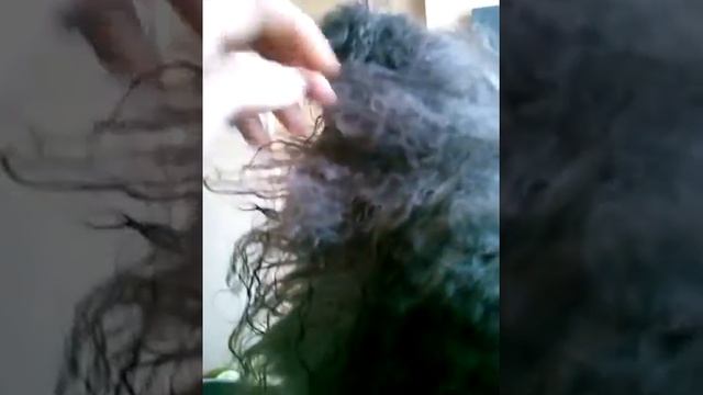 Что такое свалявшаяся шерсть? смотреть онлайн