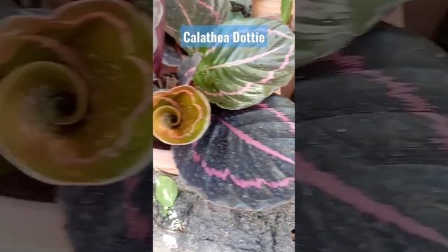 Calathea Dottie #flowers #calathea #dottie #shorts #shortvideo смотреть онлайн