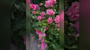 Роза Шанталь Мерье, Гийо