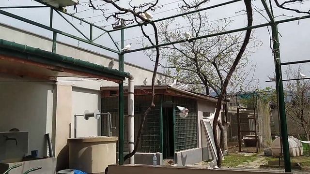 Бойные Голуби. Черный Босоногие полетал в точке.18.04.21 Грузия. Тбилиси смотреть онлайн