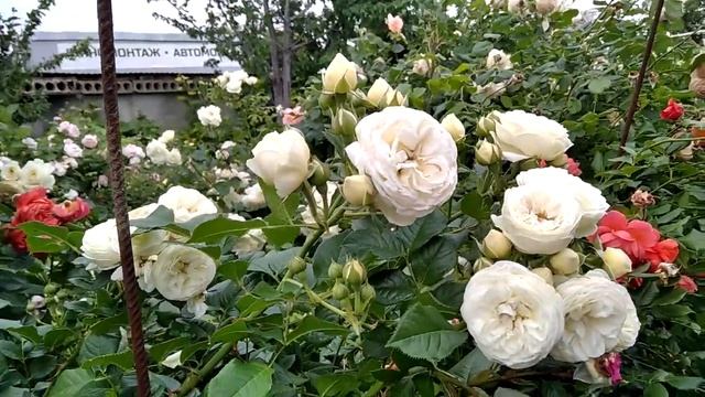 Величие розы Artemis.