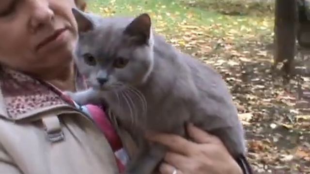 Клип №0207 - выставка кошек PCA online смотреть онлайн