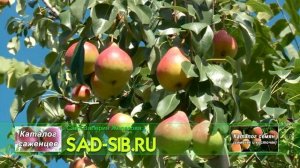 Груша Нарядная Ефимова у Железова.mp4