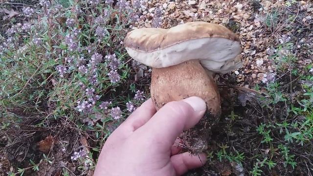 Boletus aereus. Spettacolare fungo primi porcini!!? смотреть онлайн