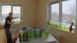 Хлорелла для рыбоводства. Как вырастить в домашних условиях. Chlorella vulgaris ИФР № С-111