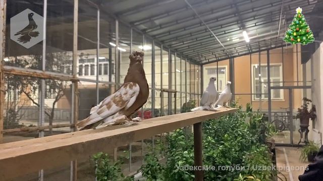 Встреча голубеводов + узбекские голуби + кара капканы на продажу (ноябрь-декабрь 2021 г.) смотреть онлайн