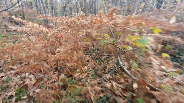 Kangal VS Alabai - en forêt ! смотреть онлайн