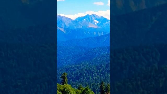 Девясил-ДевятиСил!?#shorts #lanitv смотреть онлайн