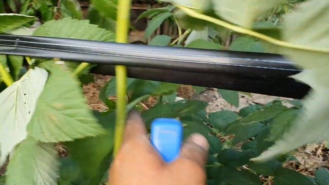 Новый супер способ подвязки малины,ежевики и тд. Экономично и просто!!! смотреть онлайн