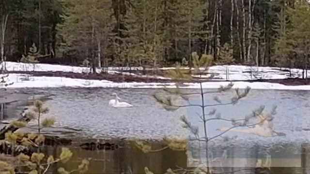 Дикие лебеди в Западной Сибири смотреть онлайн