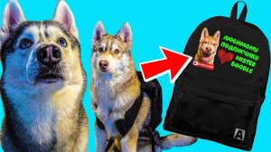 РОЗЫГРЫШ РЮКЗАКА КОНКУРС (Хаски Бублик) Мистер Бубл