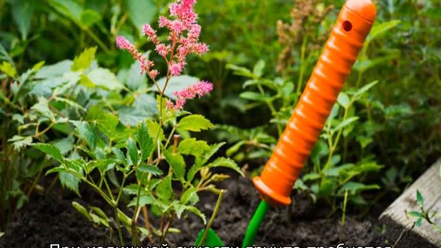 Как размножается астильба смотреть онлайн