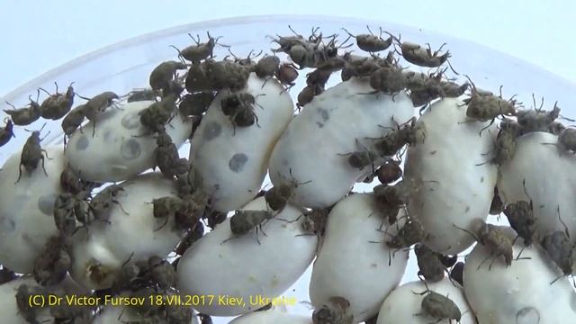 ЖУКИ В ФАСОЛИ. Жук Фасолевая Зерновка Сожрет Всю Фасоль в Вашем Доме! Вылупились! смотреть онлайн