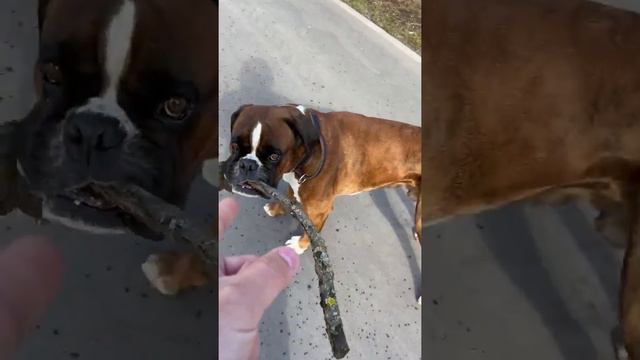 ПОЛИЦИЯ остановила СОБАКУ. ЧИП ЕСТЬ? Покажите хотябы ПРОПУСК смотреть онлайн