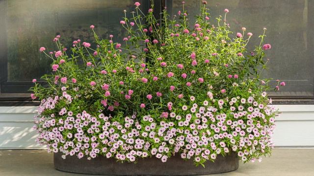Homestead Gardens and Proven Winners: Supertunia® Mini Vista™ Pink Star смотреть онлайн