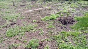 Как цветет вишня  Вишня весной Цветут сады в мае, Цветение вишни