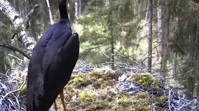 Black Stork cam - 10may09 - visitor landed 3rd time 13.14 смотреть онлайн