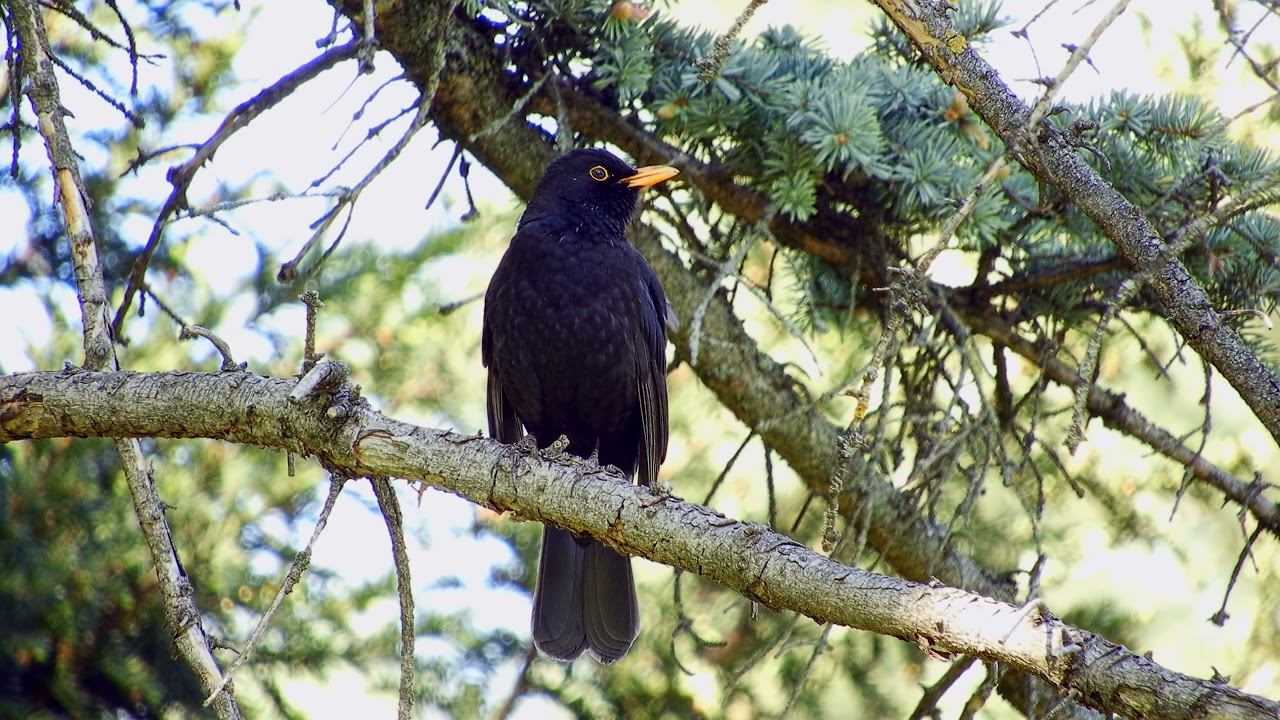 Утренняя песня - пел, пока жена не погнала работать смотреть онлайн