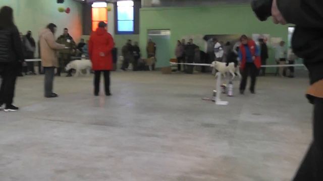 Выставка САО "Александрова Слобода 2017" смотреть онлайн