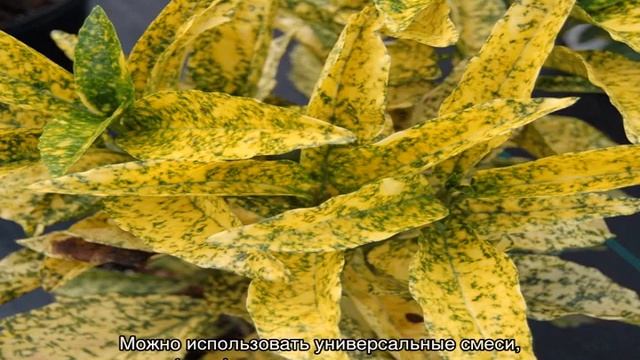 Аукуба Японская (Aucuba Japonica) — уход в домашних условиях смотреть онлайн