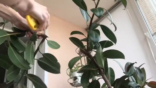 Фикус ? Обрезка и укоренение черенков ? Часть 1