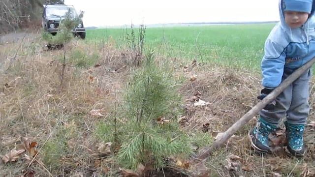 Из лесу елочку... смотреть онлайн