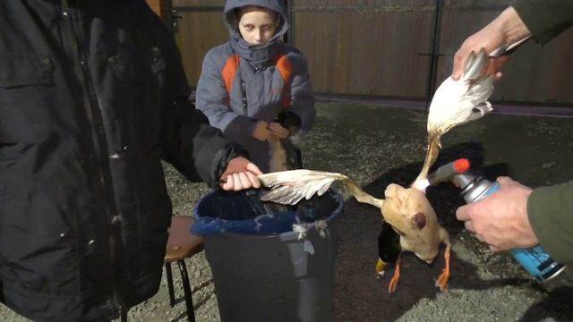 КАК ОЩИПАТЬ ДИКИХ УТОК!!! Семейные секреты хитрого отца)) смотреть онлайн