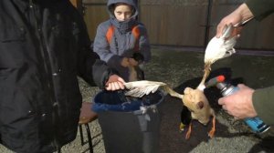 КАК ОЩИПАТЬ ДИКИХ УТОК!!! Семейные секреты хитрого отца))