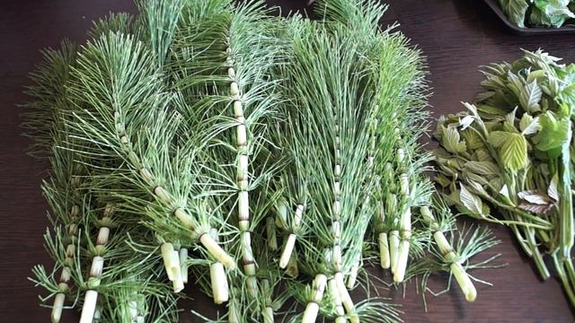 Майские травы. Какие травы собирать весной