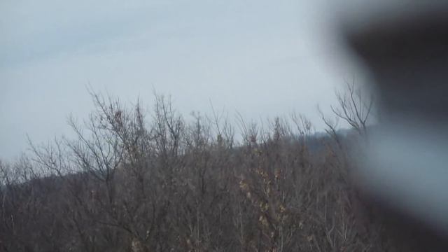 Охота с пегими гончими