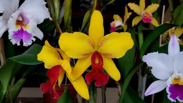 Moment of Peace with Orchids - Momento de Paz com Orquídeas смотреть онлайн