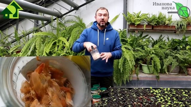 ПРОТИВ ХРУЩА и МЕДВЕДКИ, СЛИЗНЕЙ и КОЛОРАДСКИХ ЖУКОВ - это домашнее средство своими руками! смотреть онлайн